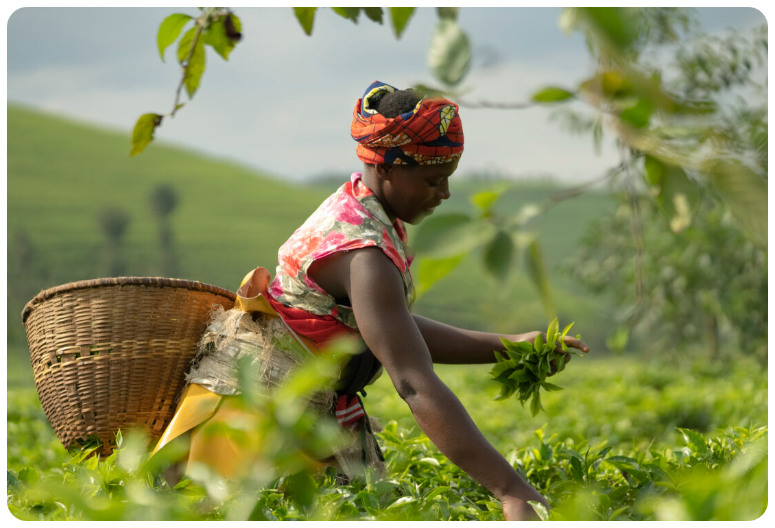 Wajoni Farming Agriculture Invest Investing nigeria agro agribusiness