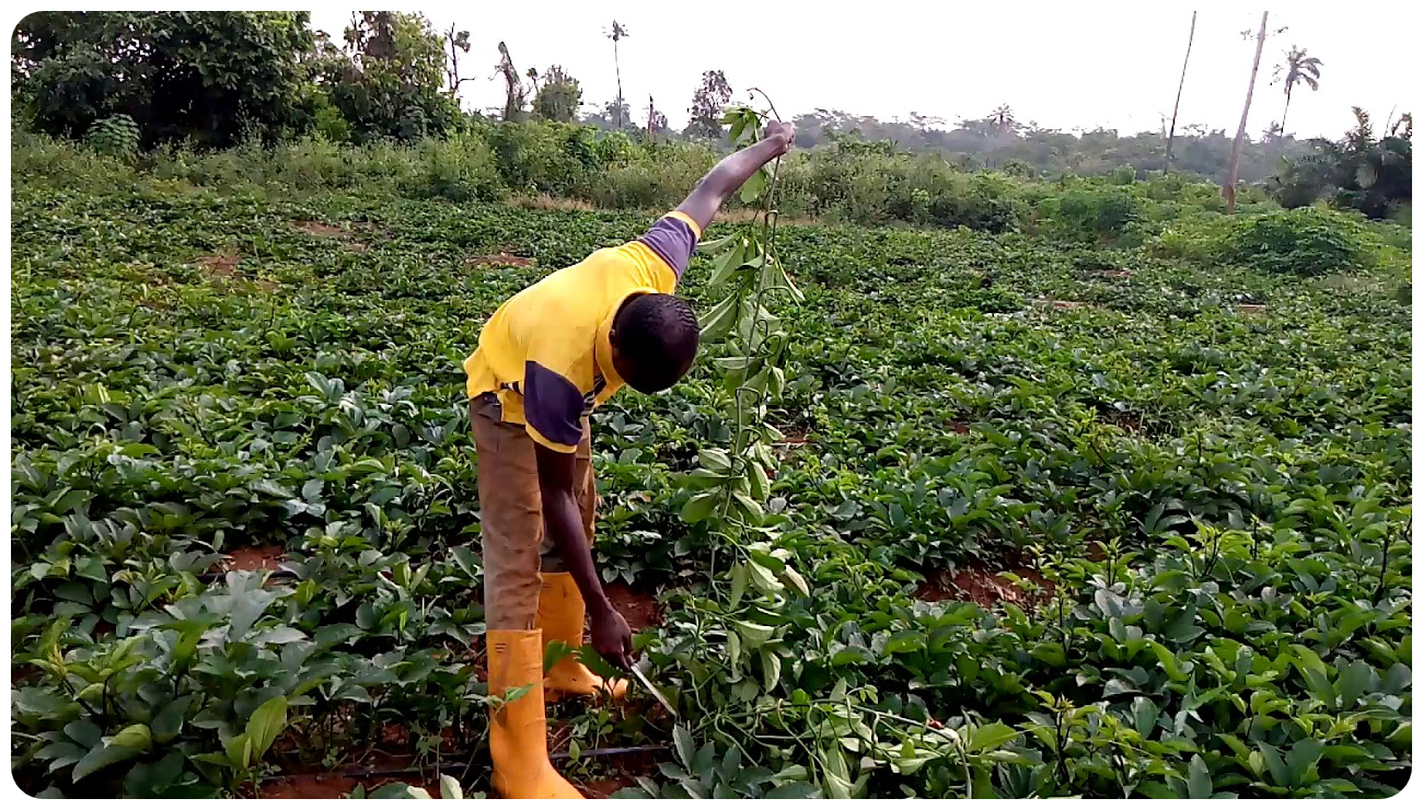 Wajoni Farming Agriculture Invest Investing nigeria agro agribusiness