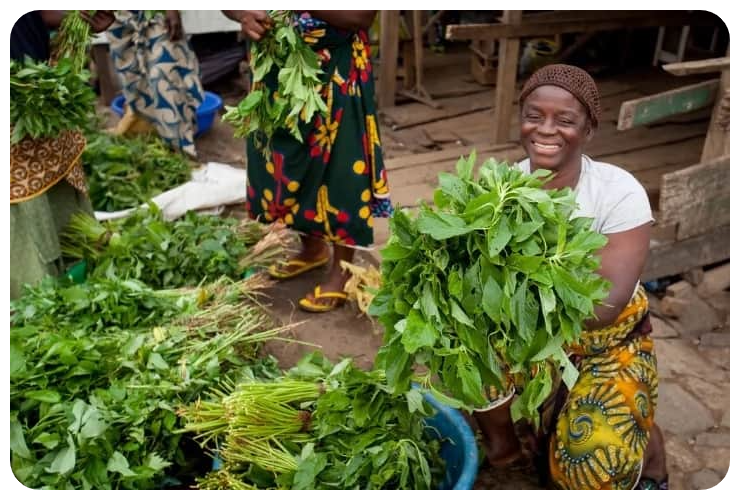 Wajoni Farming Agriculture Invest Investing nigeria agro agribusiness