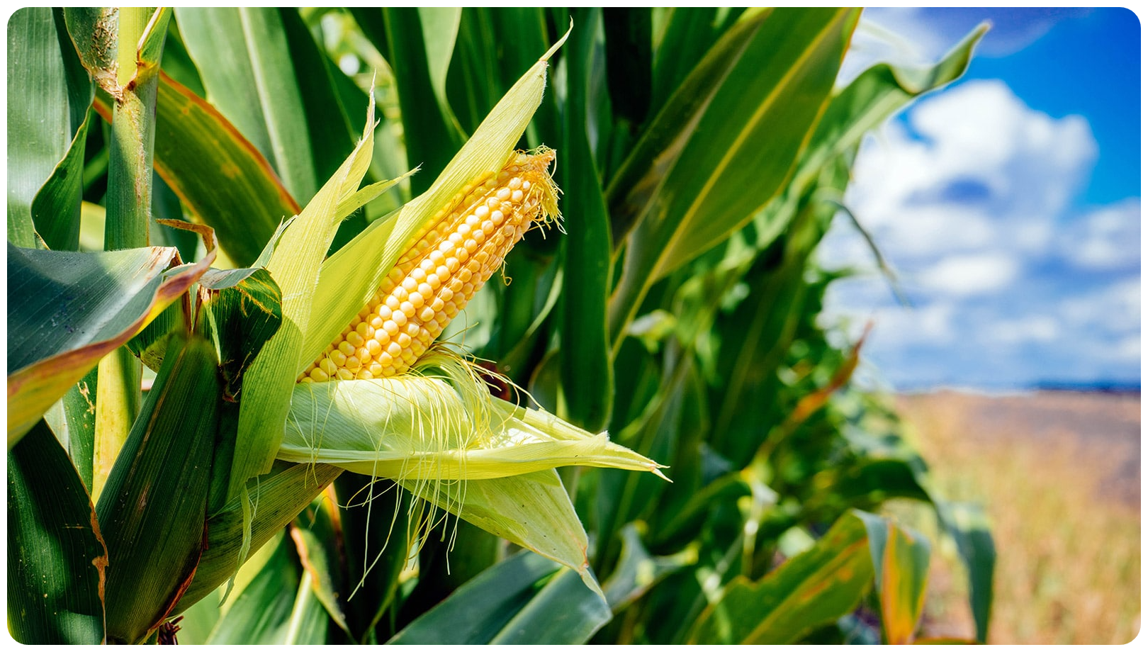 Wajoni Farming Agriculture Invest Investing nigeria agro agribusiness