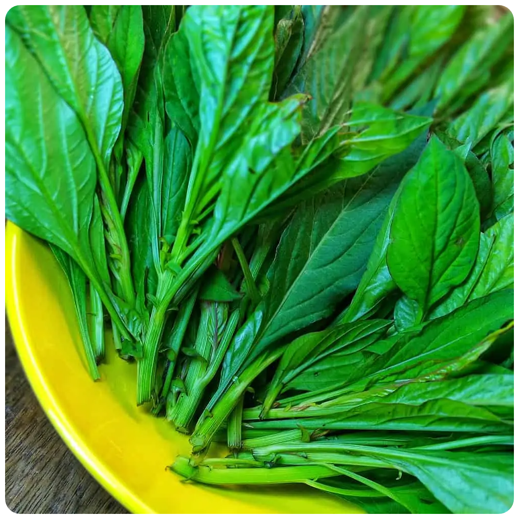 green african spinach Wajoni Farming Agriculture Invest Investing nigeria agro agribusiness