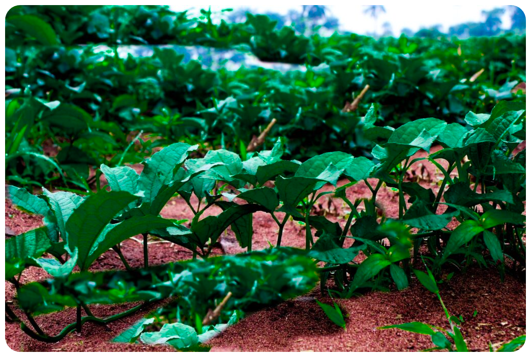 Wajoni Farming Agriculture Invest Investing nigeria agro agribusiness