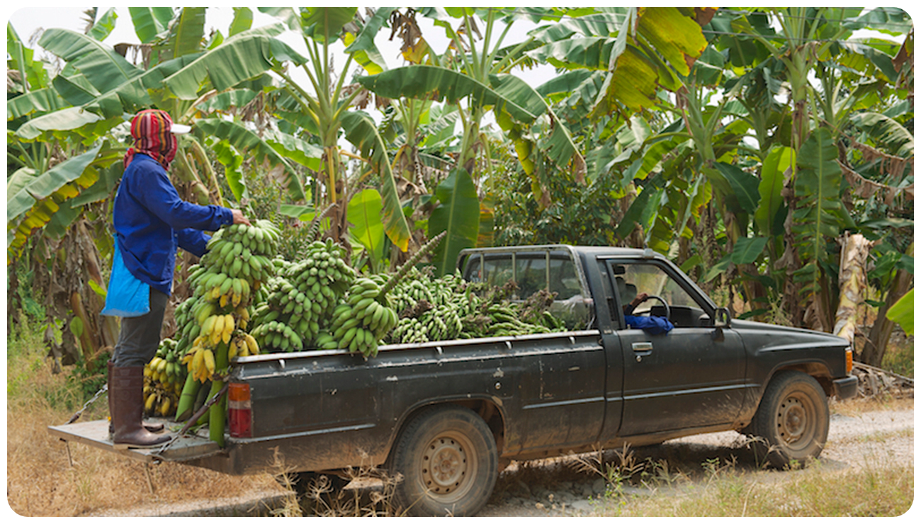 plantain transportation supply Wajoni Farming Agriculture Invest Investing nigeria agro agribusiness