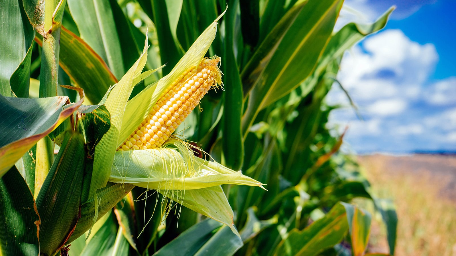 Wajoni Farming Agriculture Invest Investing nigeria agro agribusiness