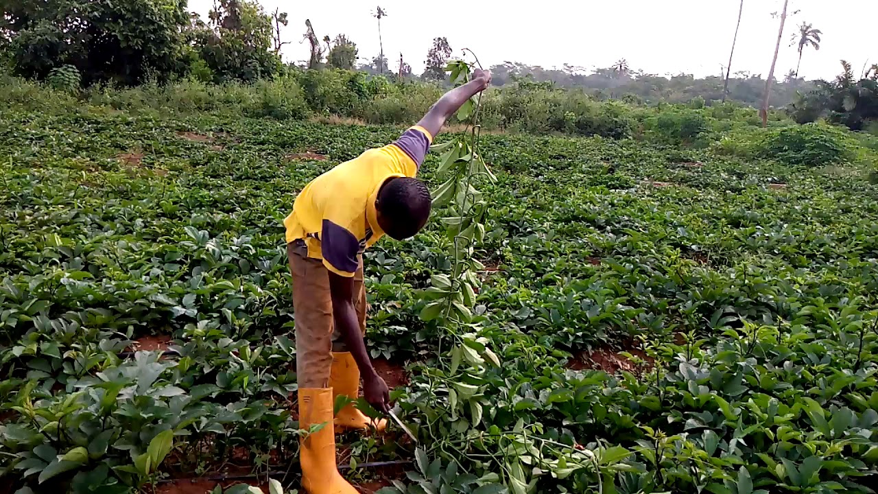 Wajoni Farming Agriculture Invest Investing nigeria agro agribusiness
