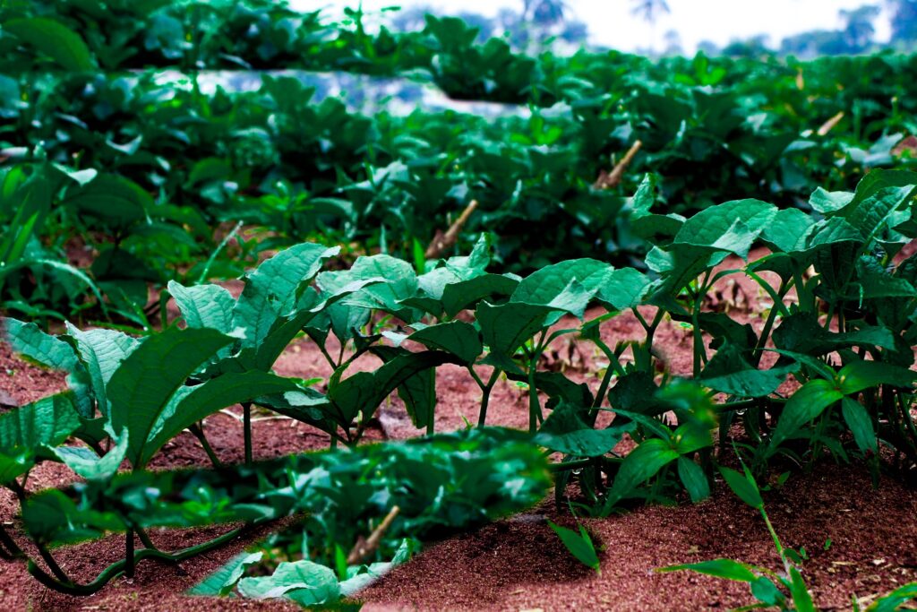 Wajoni Farming Agriculture Invest Investing nigeria agro agribusiness